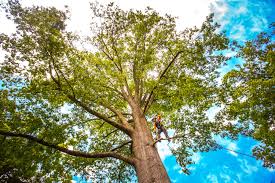 How Our Tree Care Process Works  in  Icard, NC