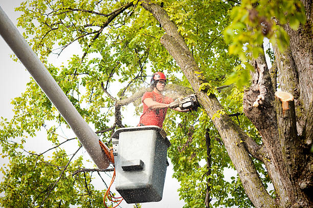  Icard, NC Tree Services Pros