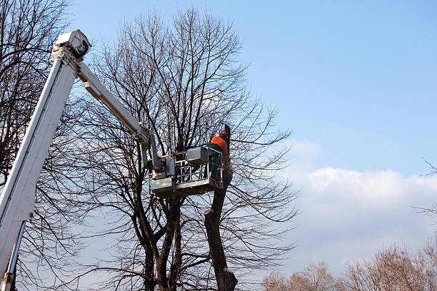 Best Tree Planting  in Icard, NC